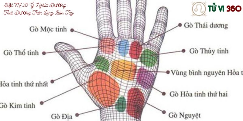 Bật Mí 20 Ý Nghĩa Đường Thái Dương Trên Lòng Bàn Tay